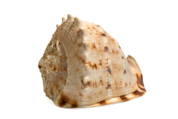 Sea shell isolated on a white background. Beautiful. Close-up in the studio.