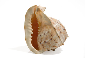 Sea shell isolated on a white background. Beautiful. Close-up in the studio.