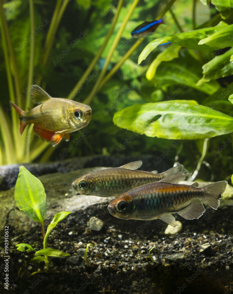 Wall mural Tetra congolese in an aquarium with fish.