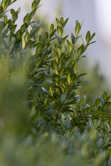Green buxus leaves.