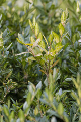 Fototapeta premium Green buxus leaves.
