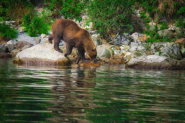 Kamchatka brown bear catches fish on the Kuril Lake. Kamchatka Peninsula, Russia.