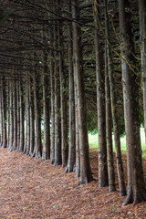 straight line of straight tall trees in the park