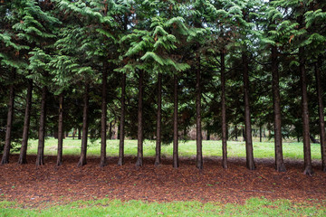 trees line up horizontally in the park