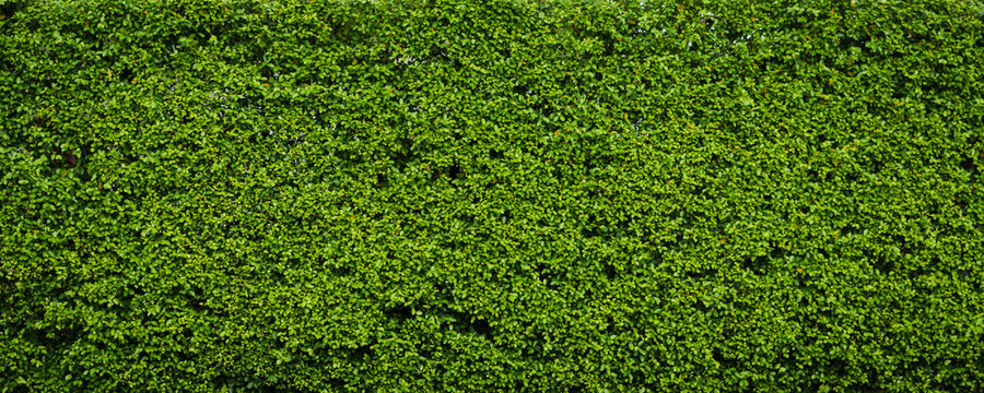 Nature Green Leaf Background And Textured, Leaves Wall For Backdrop