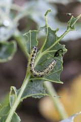 Adult white cabbage caterpillar on the plant.