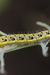 Macro detail of body part of white cabbage caterpillar.