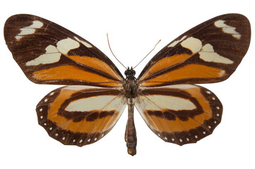 brown butterfly  licorea