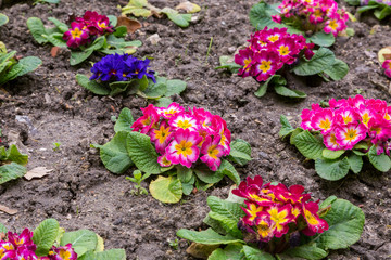primula flwers on ground in flowerbed