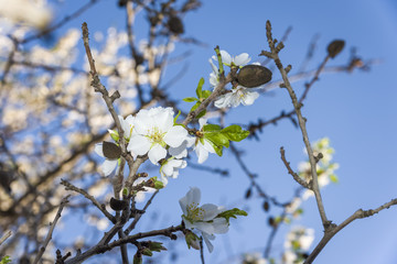 View of almond tree blooming with beautiful flowers in february in the Algarve region,