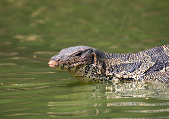 Monitor lizard (Varanus salvator) live in Lumpini park, Bangkok