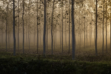Tree plantation in a foggy day
