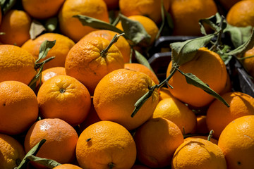 oranges in market ready to be sold