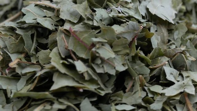 Dried leaves of smoke tree Cotinus Coggygria