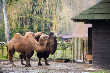 Wielbłądy © Kasia R.