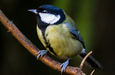 great tit on a branch in the forest