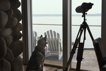 Rear view of dog looking out the window at the beach house with large tripod binoculars