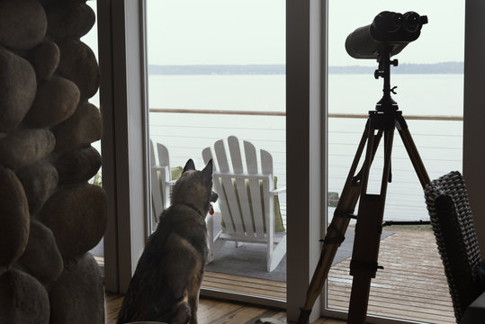 Rear View Of Dog Looking Out The Window At The Beach House With Large Tripod Binoculars