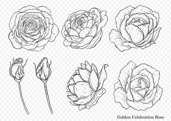 Rose vector set by hand drawing.Beautiful flower on white background.Rose art highly detailed in line art style.Golden celebration rose for wallpaper