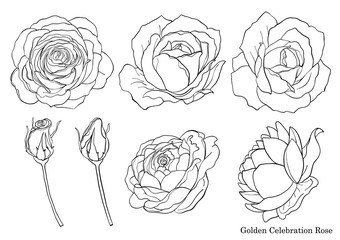 Rose vector set by hand drawing.Beautiful flower on white background.Rose art highly detailed in line art style.Golden celebration rose for wallpaper