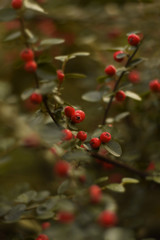 Obraz premium Autumn Berries