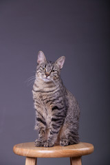 Tabby cat with an attitude sitting up tall looking at camera 