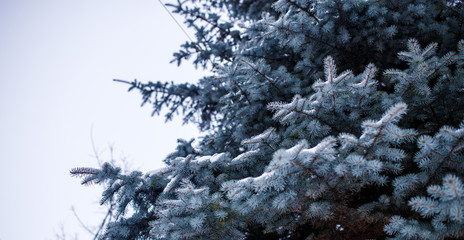 Picture of branches of spruce in winter forest