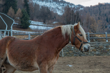 Haflinger horse 2