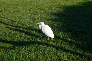 white bird on green grass