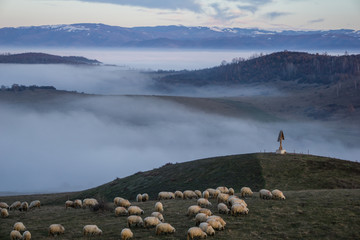 Flock of sheep grazing with spectacular transylvanian landscape in the background