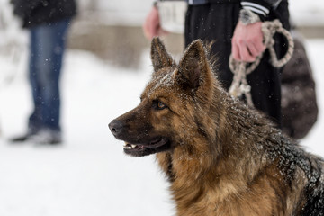 German shepherd on a walk in winter, portrait