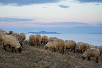 Obraz premium Sheep grazing on a hillside at dusk