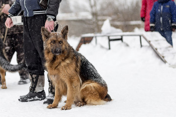 German shepherd on a walk in winter