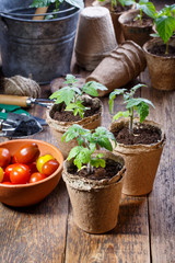 Young tomato seedling sprouts in the peat pots. Gardening concept.