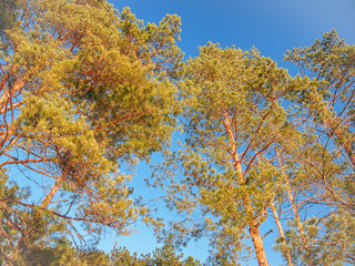 Crowns of pines on the blue sky background