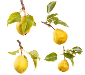 Pear tree branch with leaves and fruits on white isolated background. Space for text. set, collection