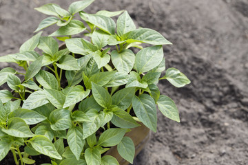 Seedlings of bell pepper
