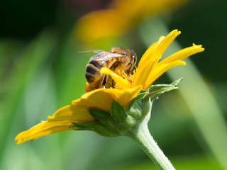 close up macro of honey bee apis mellifera on yellow flower collecting nectar and spreading pollen