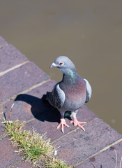 pigeon looking backwards on canal wall with water in the background