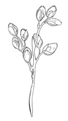 branch of a blossoming willow. Figure a liner. Hand drawing. Vector