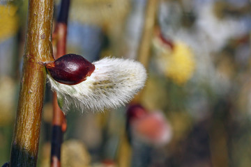 bourgeon du saule