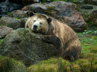 grizzly bear rests on rock