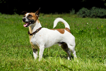 Jack Russel in einer Wiese stehend