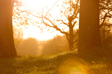 sunset in the park