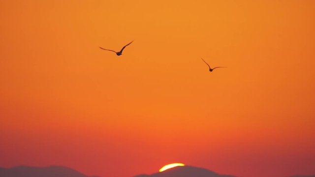 Slow motion shot of two seagulls flying in evening orange sky, sun going down behind the mountains. Beautiful summer skyscape