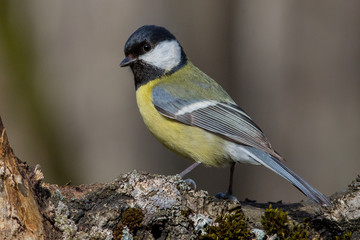 bird, nature, wildlife, animal, great tit 