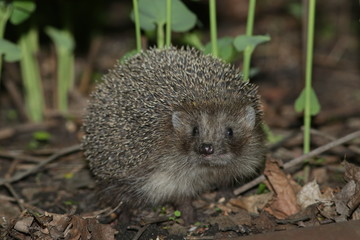 hedgehog, animal, mammal, wildlife,
