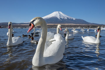 There are many swans in the mountain lake at Mount Fuji mountain. Japan