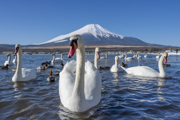 There are many swans in the mountain lake at Mount Fuji mountain. Japan