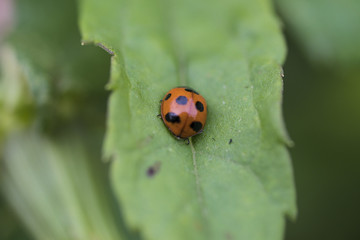 Ladybug